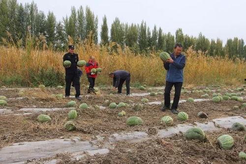 泰盘村吃瓜群众,吃瓜群众的欢乐盛宴