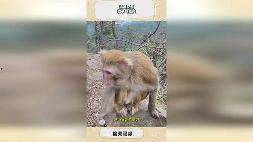猴子配音吃瓜视频下载,揭秘热门视频背后的下载热潮