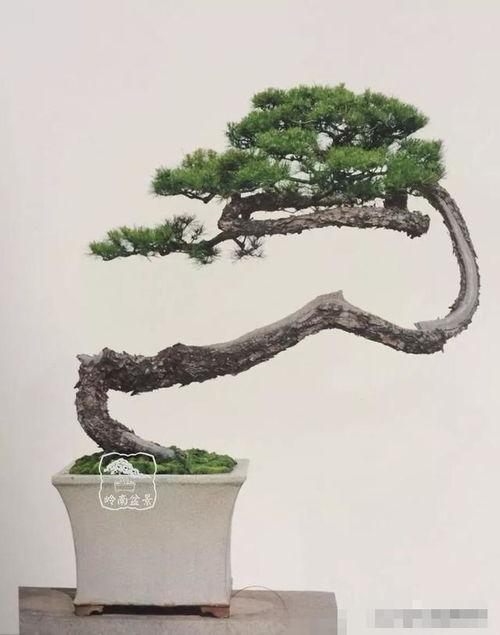 今日头条盆景图,浓缩的自然之美，一盆一世界