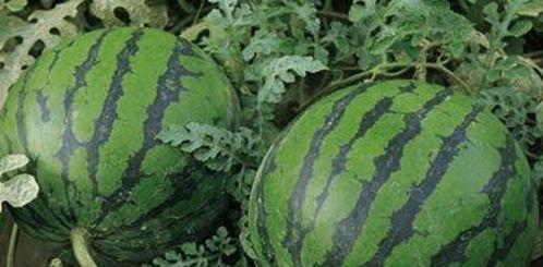 长长的瓜叫什么瓜怎么吃,探究长瓜的名称与食用方法