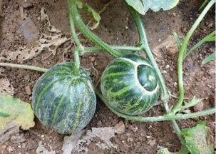 老太太吃瓜篓子,一位老太太的温馨回忆