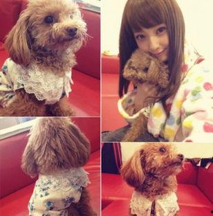 明星和宠物头像,头像背后的温馨故事