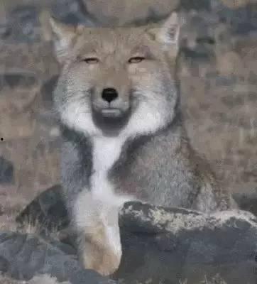 藏狐 网红,高原精灵的互联网传奇