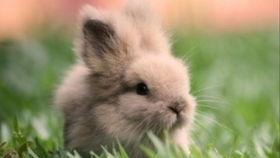 兔子坐着吃瓜,坐着吃瓜的惬意生活